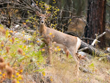 A white tail deer looks at the camera in the woods of Heyburn State Park near Plummer, Idaho.