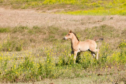 A young colt in the field near Dixon, Montana.