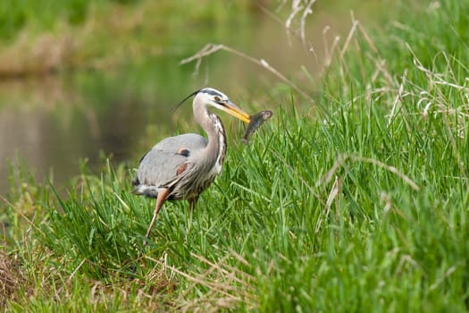 A great blue heron catches a fish near Hauser Lake, Idaho.