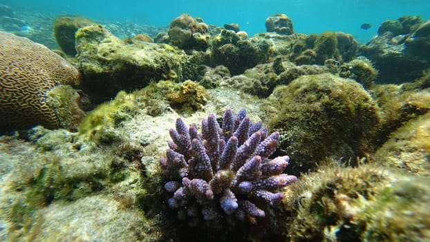 Vibrant purple coral thrives amidst a diverse underwater ecosystem on a tropical reef, showcasing the beauty and biodiversity of marine life