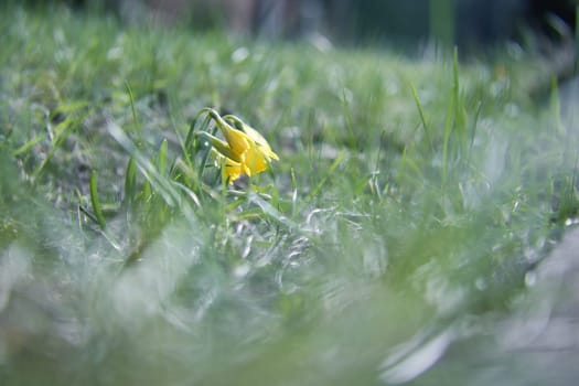 Single daffodils in a meadow with a dreamy, blurred foreground. Early bloomers at Easter time. Flower from nature