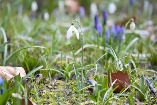 Gentle snowdrops bloom among the green grass in spring. Delicate, white flowers symbolize a new beginning and the awakening of nature. Macro photography of flowers.