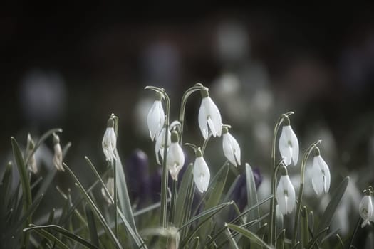 Gentle snowdrops bloom among the green grass in spring. Delicate, white flowers symbolize a new beginning and the awakening of nature. Macro photography of flowers.