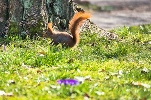 Red squirrel with bushy tail in the sunlight on a green meadow in front of a tree trunk. Spring-like nature mood with bright colors.
