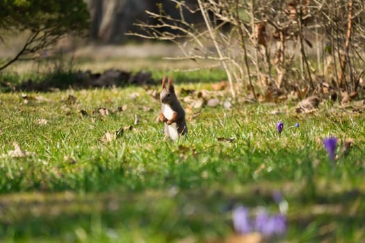 Red squirrel with bushy tail upright in the sunlight on a green meadow. Spring like nature mood with bright colors.