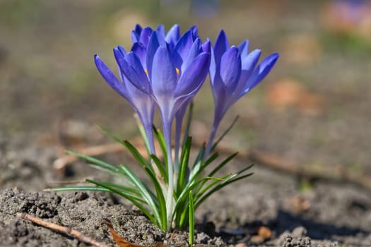 A purple crocus blooms on barren soil in spring. Macro shot with focus on the delicate petals. Natural beauty and a new beginning in nature.