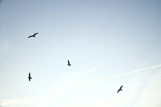 Seagulls glide gracefully through the clear sky, accompanied by gentle clouds and contrails. Wildlife photos of birds. Minimalist nature photography with freedom and lightness.