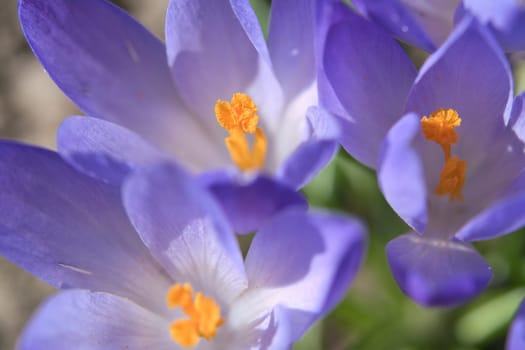 A purple crocus blooms in spring. Macro shot of delicate petals. Natural beauty and a new beginning in nature.