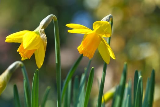 Daffodils at Easter time. Early bloomers with green leaves and yellow flowers. Early flowering daffodils. Flower from nature
