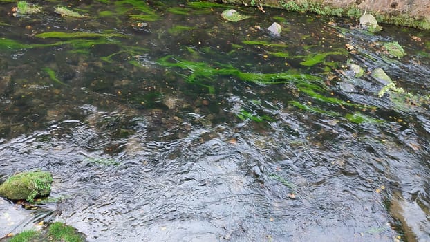 Flowing green stream nature travel tourism summer day park shotlisttravel autumn water . High quality photo