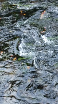 Flowing river fish. High quality photoOctober 17 2024 Hrensko Czech Republic Europe