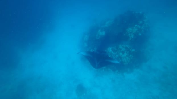 Giant oceanic manta ray swimming gracefully near a vibrant coral reef in the clear blue waters of the ocean, creating a breathtaking underwater scene