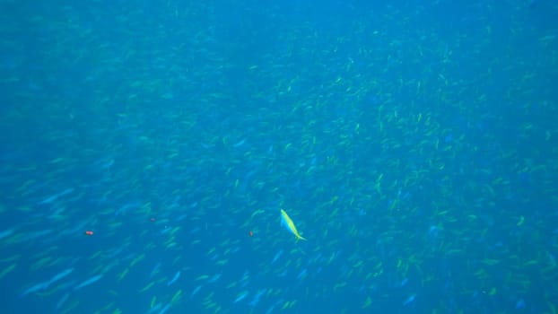 Large school of vibrant fusilier fish swimming gracefully through crystal clear blue waters of a tropical sea, showcasing the beauty and diversity of marine life in their natural habitat
