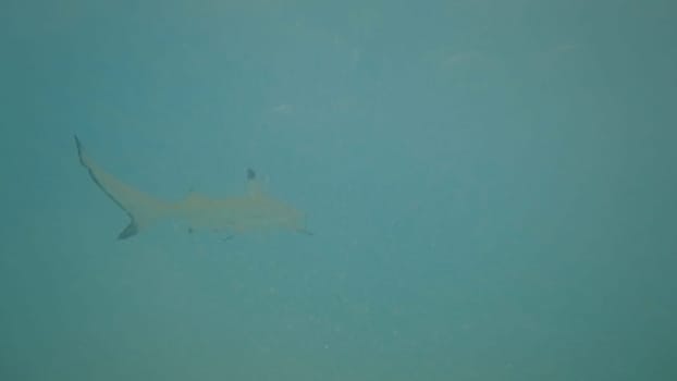 Blacktip reef shark swimming peacefully in the clear turquoise water of a tropical ocean, showcasing the beauty and tranquility of marine life