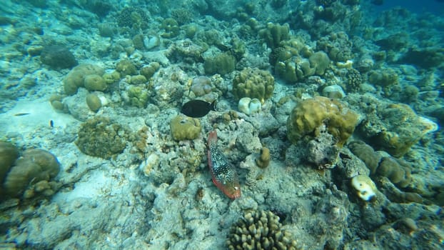 Parrotfish and surgeonfish swimming gracefully over a vibrant coral reef in a crystal-clear lagoon, showcasing the stunning marine life of french polynesia's tropical paradise