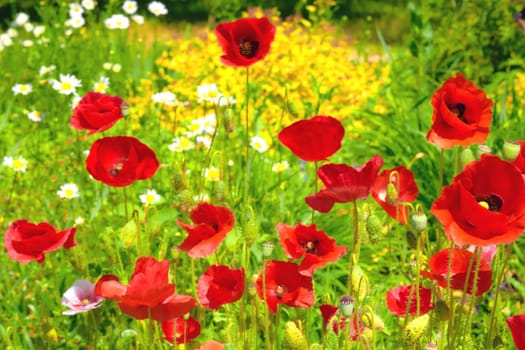 a herbaceous plant with showy flowers, milky sap, and rounded seed capsules. alkaloids and are a source of drugs as morphine