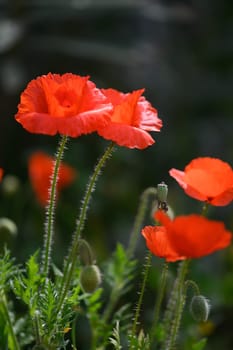 In a tranquil garden at dawn, bright red poppies dance softly in the breeze, their delicate petals glowing amidst a rich green landscape, creating a stunning natural artwork.