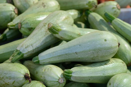 Abundant zucchinis shimmer under sunlight, showcasing their fresh green colors at a bustling market in August.
