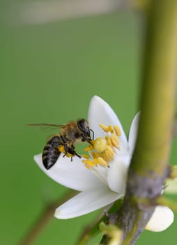 A bee hovers over a blooming white flower, gently gathering nectar amidst the verdant backdrop of nature.