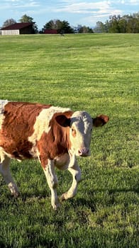 Brown and White Alpine Cow Grazing on a Green Field on a Sunny Day. A photograph featuring a beautiful brown and white cow walking on a green grassy Alpine field, on a sunny day with a serene countryside backdrop of open land and clear skies.