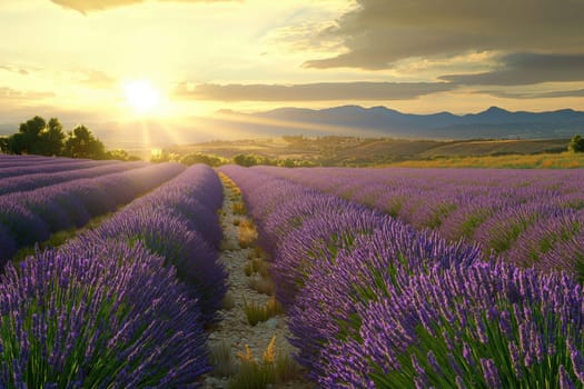 Rows of vibrant lavender stretch across the field under a golden sunset. The sun casts warm light over the purple blossoms, illuminating the serene countryside in the evening.