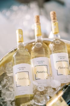 Bottles of white wine stand in a bucket of ice. Caption: Zlatarica. High quality photo