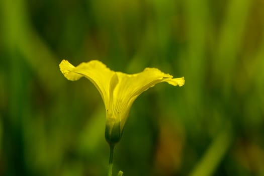 A delicate yellow flower flourishes amid lush green grass, basking in warm sunlight on a tranquil day.
