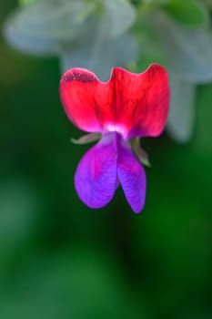 Colorful flower displays striking red and purple petals against a lush green background, capturing nature's beauty.