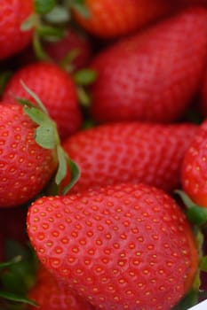 Bright red strawberries with a glistening surface are gathered together, showcasing their juicy appeal.