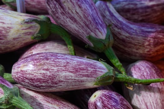 Freshly harvested striped eggplants create a vibrant display at the local market, inviting shoppers to explore.