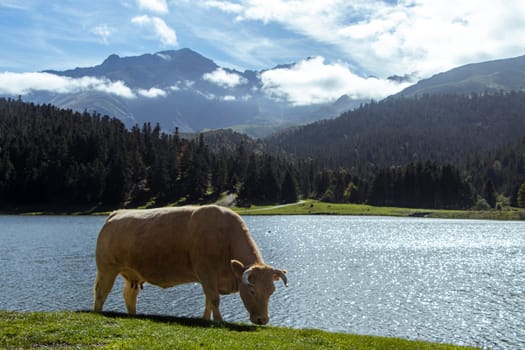 Orange brown cow with big horns grazes on the green grass next to a lake, with pine forest and mountains in background. Real photograph.