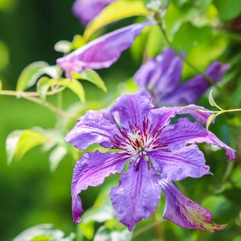 Blurred background, texture, summer garden pattern and violet clematis flower in sunlight. Extreme bokeh with light reflections. Natural backdrop.