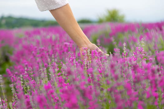 Woman's hand gently touching lavender flowers