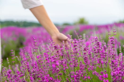 Woman's hand gently touching lavender flowers