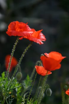 Bright red poppies stand tall among green foliage, caught in a gentle breeze under a clear blue sky. The sunlight bathes the flowers, enhancing their vivid color and delicate petals.