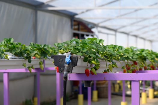 Lush green strawberry plants flourish inside a bright, airy greenhouse, basking in sunlight. Watering systems support the growth of ripe fruit, highlighting innovative agricultural practices.