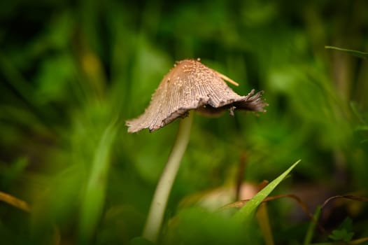 Unique mushroom stands tall amidst vibrant grass, capturing the soft light of early morning in a serene environment.