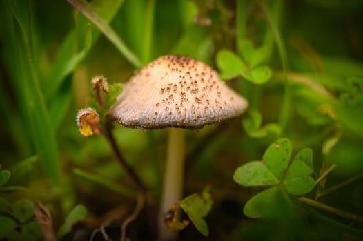 A close view of a lovely mushroom surrounded by lush green grass and small clovers on a peaceful day.