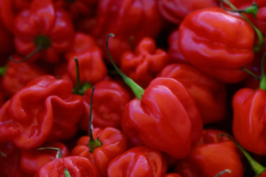 Bright and plump habanero peppers fill the frame, showcasing their deep red color and unique shapes. A bustling market atmosphere surrounds these spicy delights, inviting exploration.