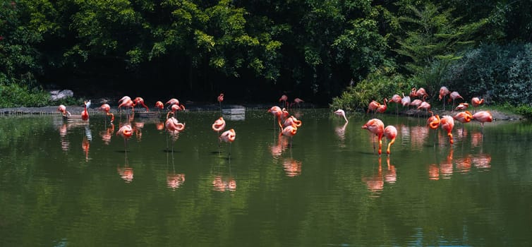 flock of pink flamingos on water on river in nature in the wildlife