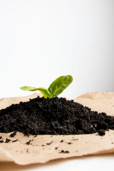 Small green plant emerging from soil on brown paper surface.