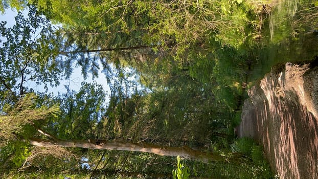 Tranquil Forest Path Alongside a Clear Reflective Stream in Summer. Lush green forest with a serene pathway running next to a clear and reflective stream. The sunlight filters through the dense foliage, creating patterns on the forest floor, evoking peace and tranquility.