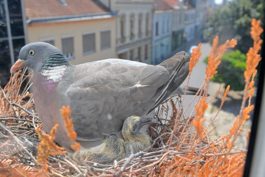 A dove warms the little baby pigeons. The concept of pigeon life in the town.