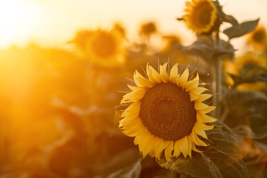 A beautiful field of sunflowers against the sky in the evening light of a summer sunset. Sunbeams through the flower field. Natural background. Copy space