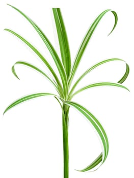 Spider plant leaf, striped white and green, ribbon-like motion, ultra sharp detail, invisible background