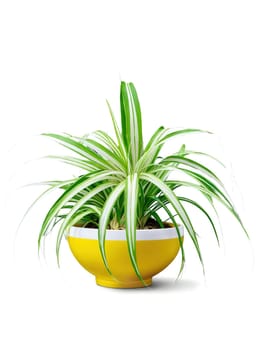 Spider Plant Leaf, vibrant green with white stripes, artfully cascading over a bright yellow bowl, suggesting movement and freshness, perfect