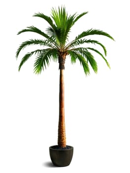Spindle Palm Tree, smooth trunk texture, dramatic rim lighting, professional product photography, premium quality
