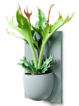 Staghorn Fern in a matte gray wall-mounted planter, unique antler-shaped leaves with soft green tones, isolated dynamic