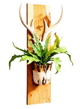 Staghorn Fern in a mounted, wood plaque, rustic charm, antler-shaped fronds, isolated on transparent, bright colors,