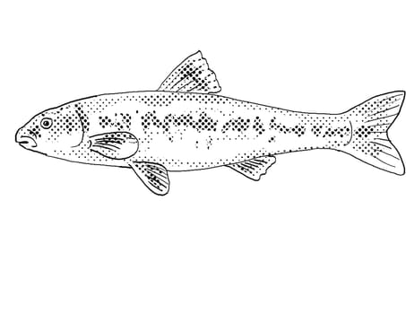 Cartoon style line drawing of a largescale stoneroller or Campostoma oligolepis a freshwater fish endemic to North America with halftone dots shading on isolated background in black and white.
